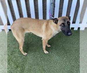Mutt Dogs for adoption in Modesto, CA, USA