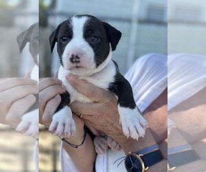 Parson Russell Terrier Dogs for adoption in Key Largo, FL, USA