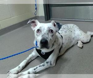 Labrador Retriever-Unknown Mix Dogs for adoption in Denver, CO, USA