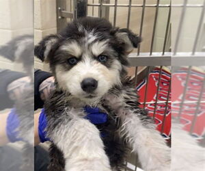 Siberian Husky-Unknown Mix Dogs for adoption in Upland, CA, USA
