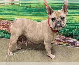 French Bulldog-Unknown Mix Dogs for adoption in Moreno Valley, CA, USA