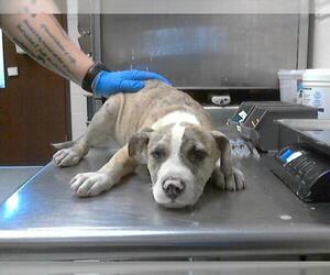 American Pit Bull Terrier Dogs for adoption in Fayetteville, NC, USA