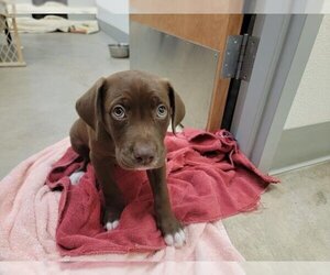 Labrador Retriever-Unknown Mix Dogs for adoption in Jackson, CA, USA