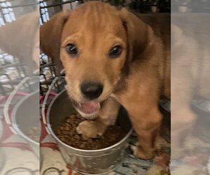 Lab-Pointer Dogs for adoption in Tonopah, AZ, USA