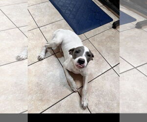 Labrador Retriever-Unknown Mix Dogs for adoption in Tracy City, TN, USA