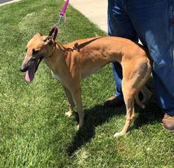 Greyhound Dogs for adoption in Independence, MO, USA