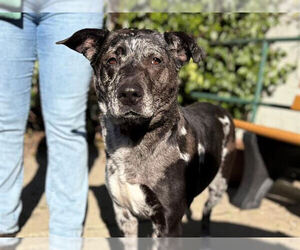 Medium Photo #1 Catahoula Leopard Dog-Unknown Mix Puppy For Sale in Petaluma, CA, USA
