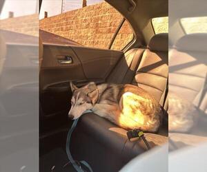 Siberian Husky-Unknown Mix Dogs for adoption in Las Vegas, NV, USA