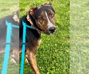 American Pit Bull Terrier-Plott Hound Mix Dogs for adoption in Sacramento, CA, USA
