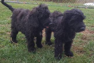 Medium Photo #1 Poodle (Standard) Puppy For Sale in Morgantown WV, PA, USA