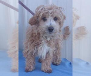 Maltese Dogs for adoption in Mountain View, MO, USA
