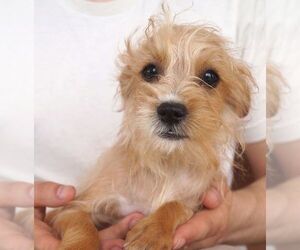 Cairn Terrier-Unknown Mix Dogs for adoption in Carrollton, TX, USA