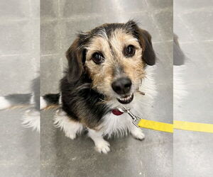 Mutt Dogs for adoption in Lee's Summit, MO, USA