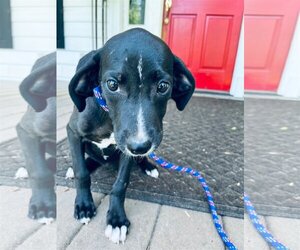 Carolina Dog-Labrador Retriever Mix Dogs for adoption in Columbus, NC, USA