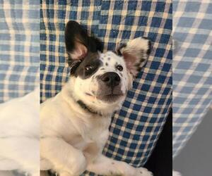 Spaniel-Unknown Mix Dogs for adoption in Candler, NC, USA