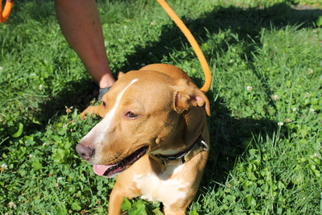 Beagle-Mountain Cur Mix Dogs for adoption in Middletown, MD, USA