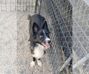 Border Collie Dogs for adoption in Mukwonago, WI, USA