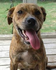 Labrador Retriever-Plott Hound Mix Dogs for adoption in Graniteville, SC, USA