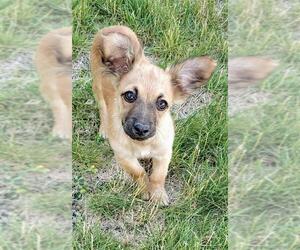 Dachshund-Unknown Mix Dogs for adoption in Prosser, WA, USA