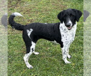 Labrador Retriever-Unknown Mix Dogs for adoption in Batavia, OH, USA
