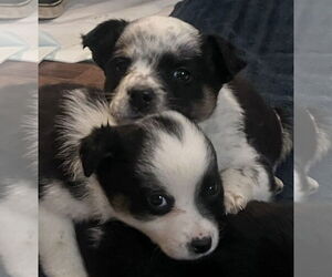 Australian Shepherd Dogs for adoption in Dallas, TX, USA