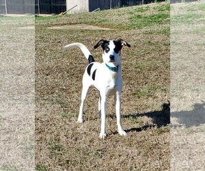 Huskies -Unknown Mix Dogs for adoption in Bardstown, KY, USA