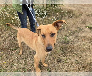 Labrador Retriever Dogs for adoption in McKinleyville, CA, USA