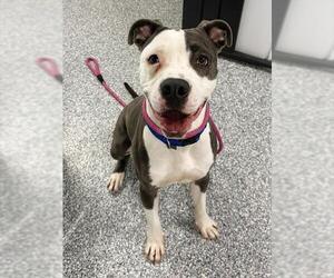 American Pit Bull Terrier-Bull Terrier Mix Dogs for adoption in Westminster, MD, USA