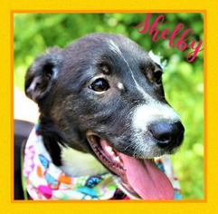 Basschshund Dogs for adoption in Wakefield, RI, USA