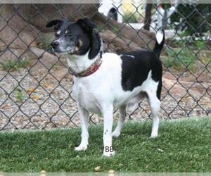 Rat Terrier Dogs for adoption in Santa Barbara, CA, USA