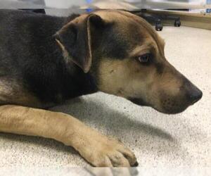 German Shepherd Dog Dogs for adoption in Riverside, CA, USA