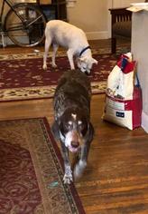 German Shorthaired Pointer Dogs for adoption in Lancaster, PA, USA