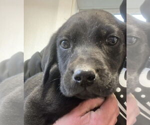 Labrador Retriever-Unknown Mix Dogs for adoption in Bolivar, MO, USA
