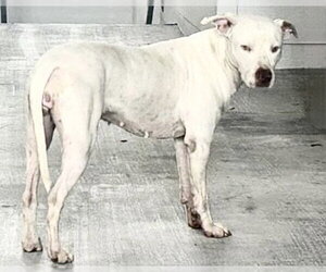 American Pit Bull Terrier Dogs for adoption in Houston, TX, USA