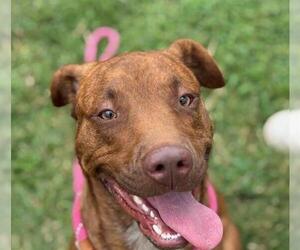 American Pit Bull Terrier-Unknown Mix Dogs for adoption in Tulsa, OK, USA