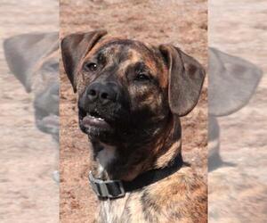 Mountain Cur Dogs for adoption in Siren, WI, USA