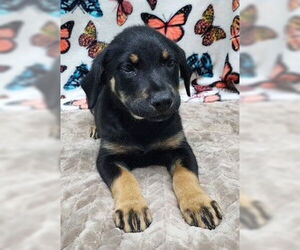 Labrador Retriever-Spaniel Mix Dogs for adoption in Wetumpka, AL, USA