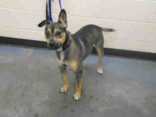German Shepherd Dog-Unknown Mix Dogs for adoption in Memphis, TN, USA