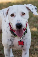 Dalmatian-Unknown Mix Dogs for adoption in Miami, FL, USA
