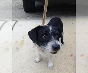 Parson Russell Terrier Dogs for adoption in Fort Lauderdale, FL, USA