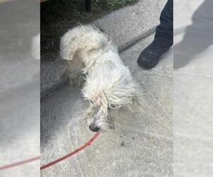 Maltese-Unknown Mix Dogs for adoption in Houston, TX, USA