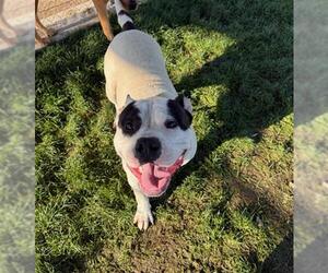 Bulldog-Unknown Mix Dogs for adoption in Bakersfield, CA, USA