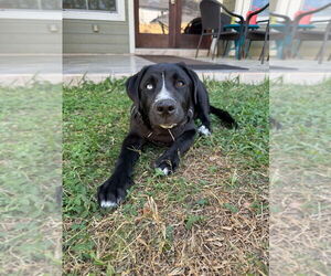 Mutt Dogs for adoption in Bullard, TX, USA