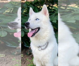 Siberian Husky Dogs for adoption in Cumming, GA, USA