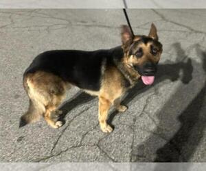 German Shepherd Dog Dogs for adoption in Downey, CA, USA