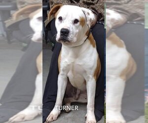 Bulldog-Unknown Mix Dogs for adoption in Oro Medonte, Ontario, Canada