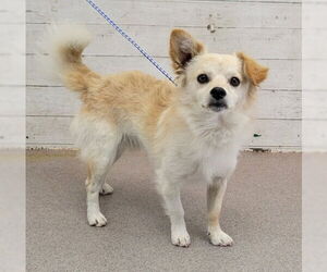 Chihuahua Dogs for adoption in San Bernardino, CA, USA