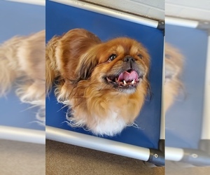 Pekingese-Unknown Mix Dogs for adoption in Clintwood, VA, USA