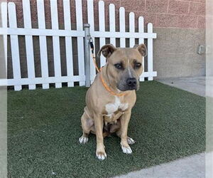 American Pit Bull Terrier Dogs for adoption in Modesto, CA, USA