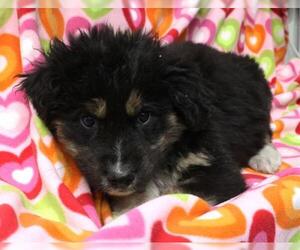 Mutt Dogs for adoption in Thief River Falls, MN, USA